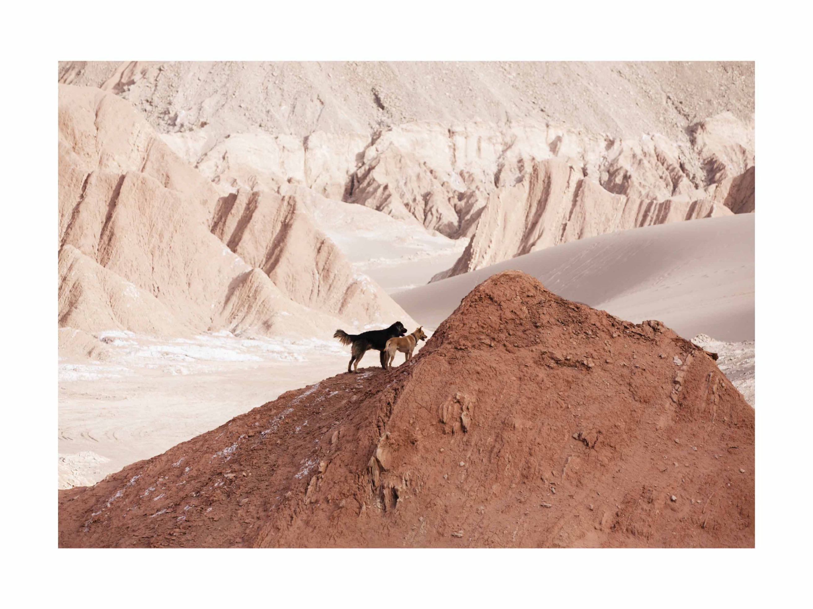 The Roaming Pack Poster - Animal landscape photography (40x50 cm)