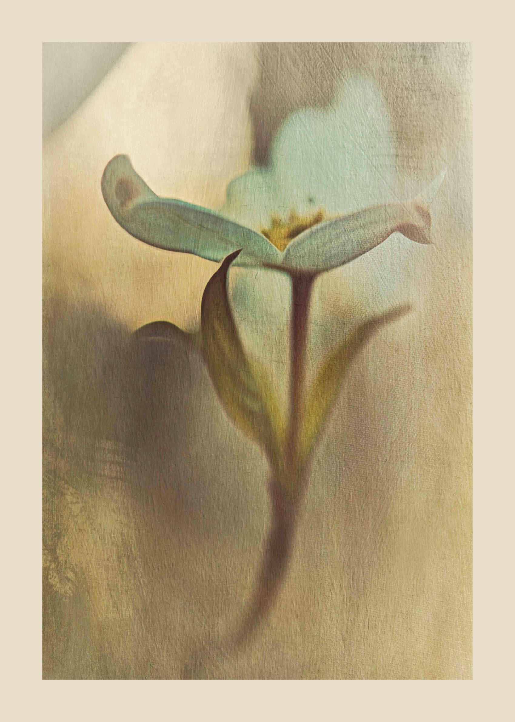 Sunveil Poster - Flower illustration (50x70 cm)