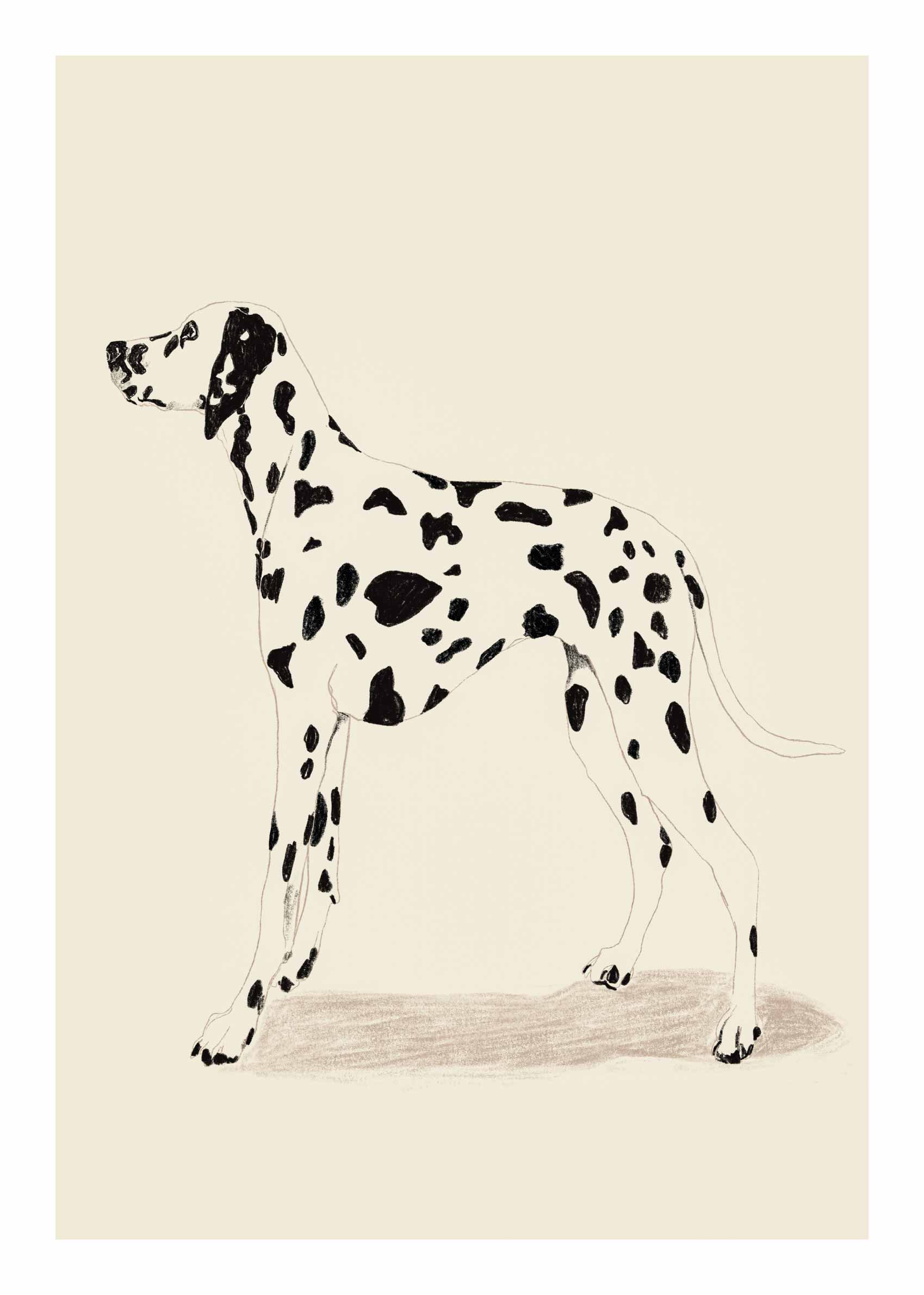 Dalmatian Portrait Poster - Dalmatian in fine outline (30x40 cm)