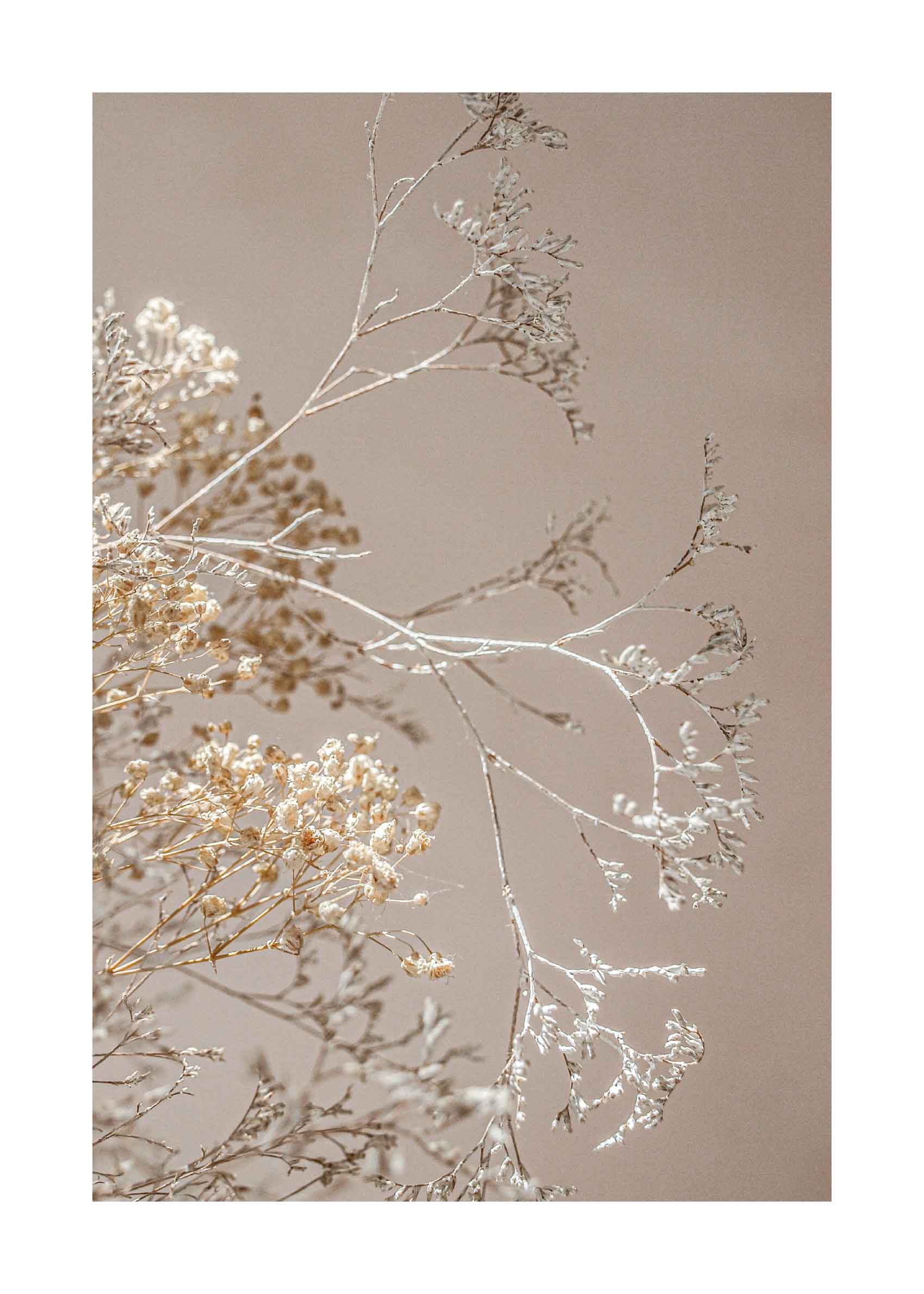 Dried Bloom Poster - Dried gypsophila in beige (30x40 cm)