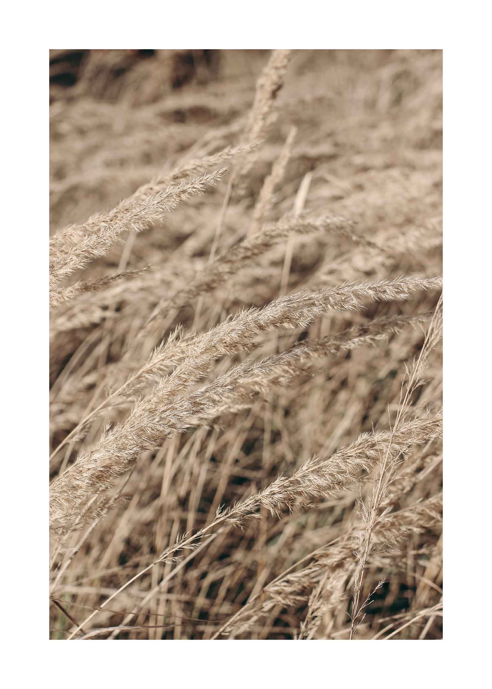 Wild Grass Poster - Dry grasses in warm light (40x50 cm)