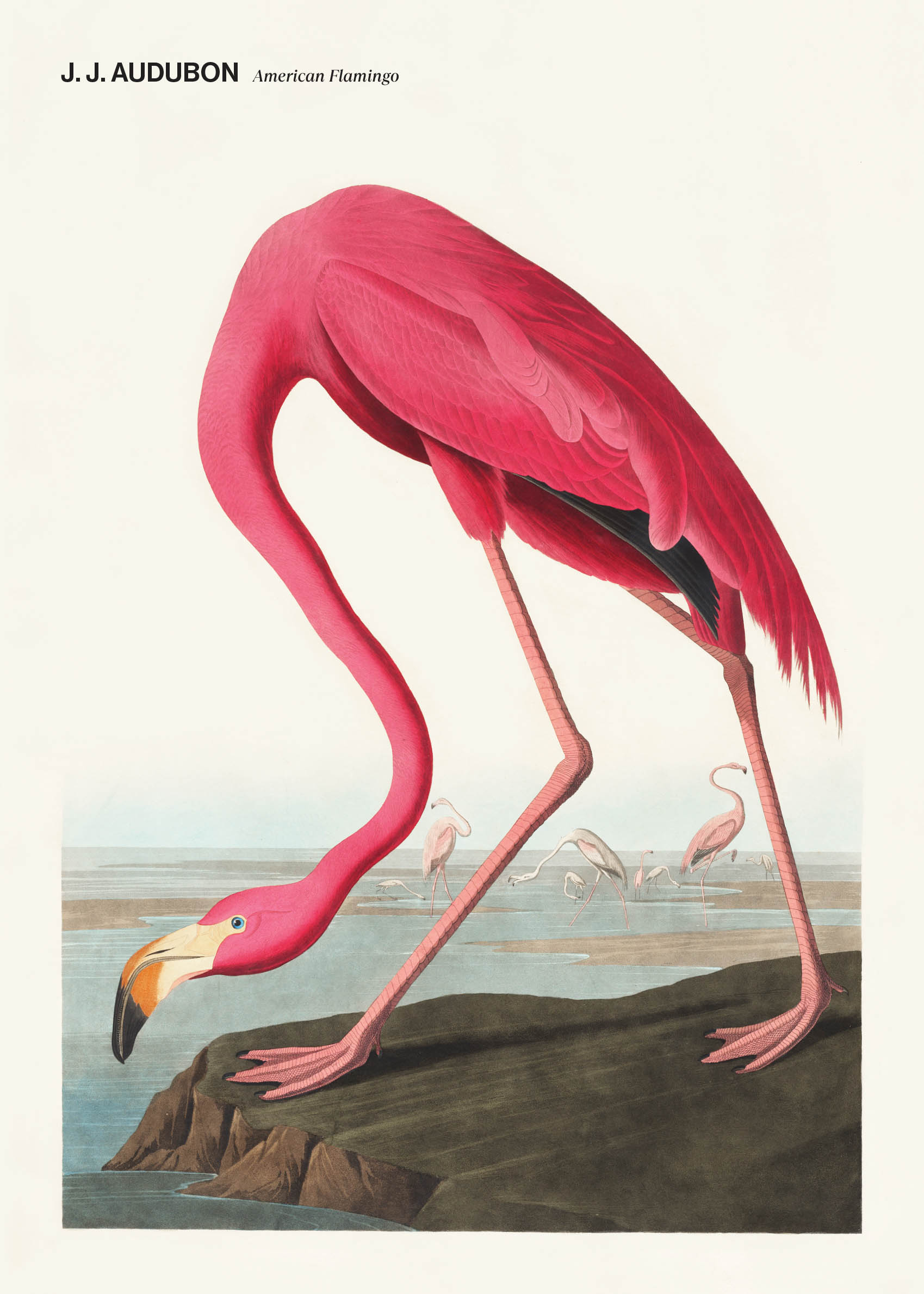 American Flamingo Canvas - Animal illustration (30x40 cm)