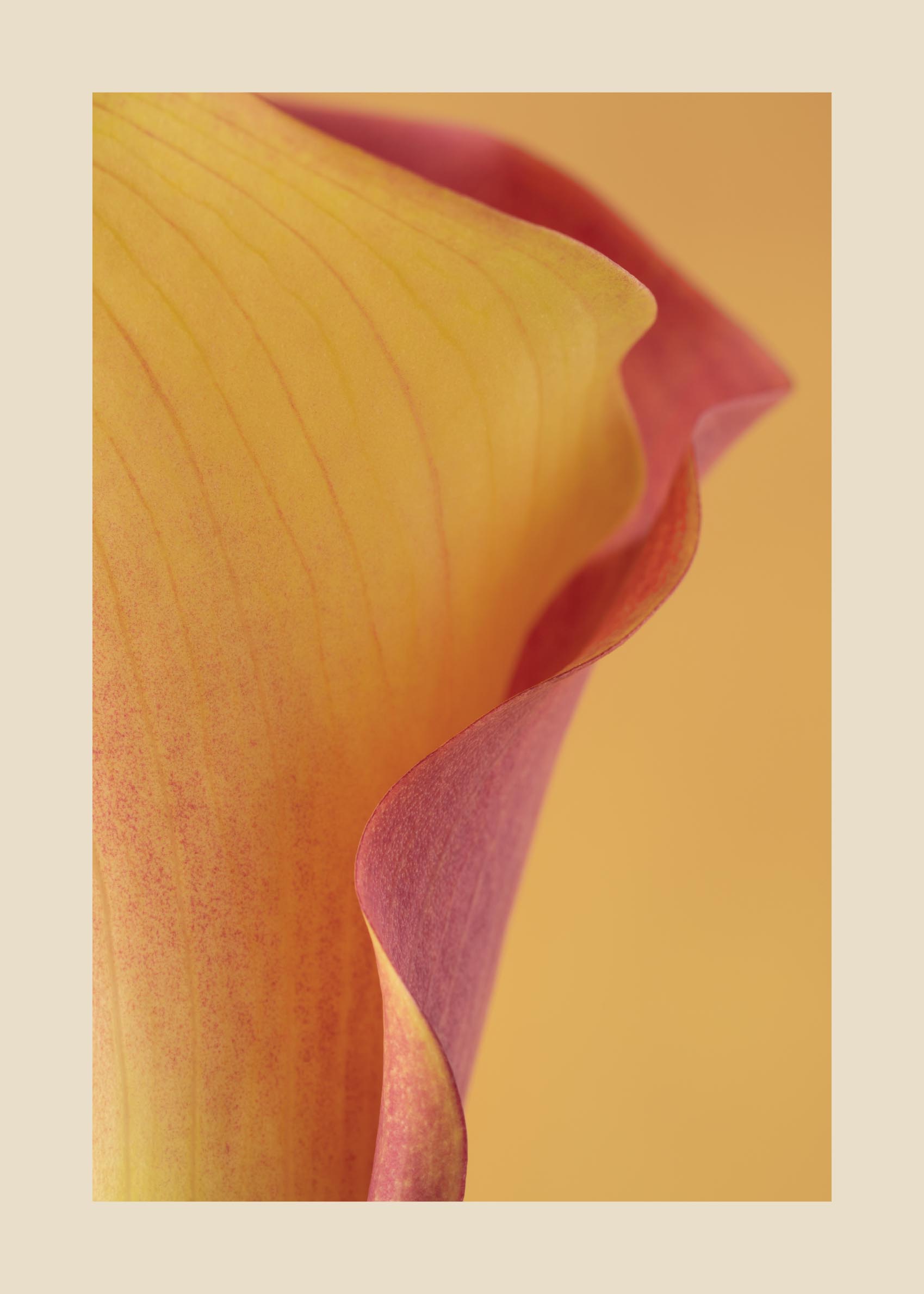 Sunlit Tulip II Leinwand - Florale Nahaufnahme-Grafik (30x40 cm)