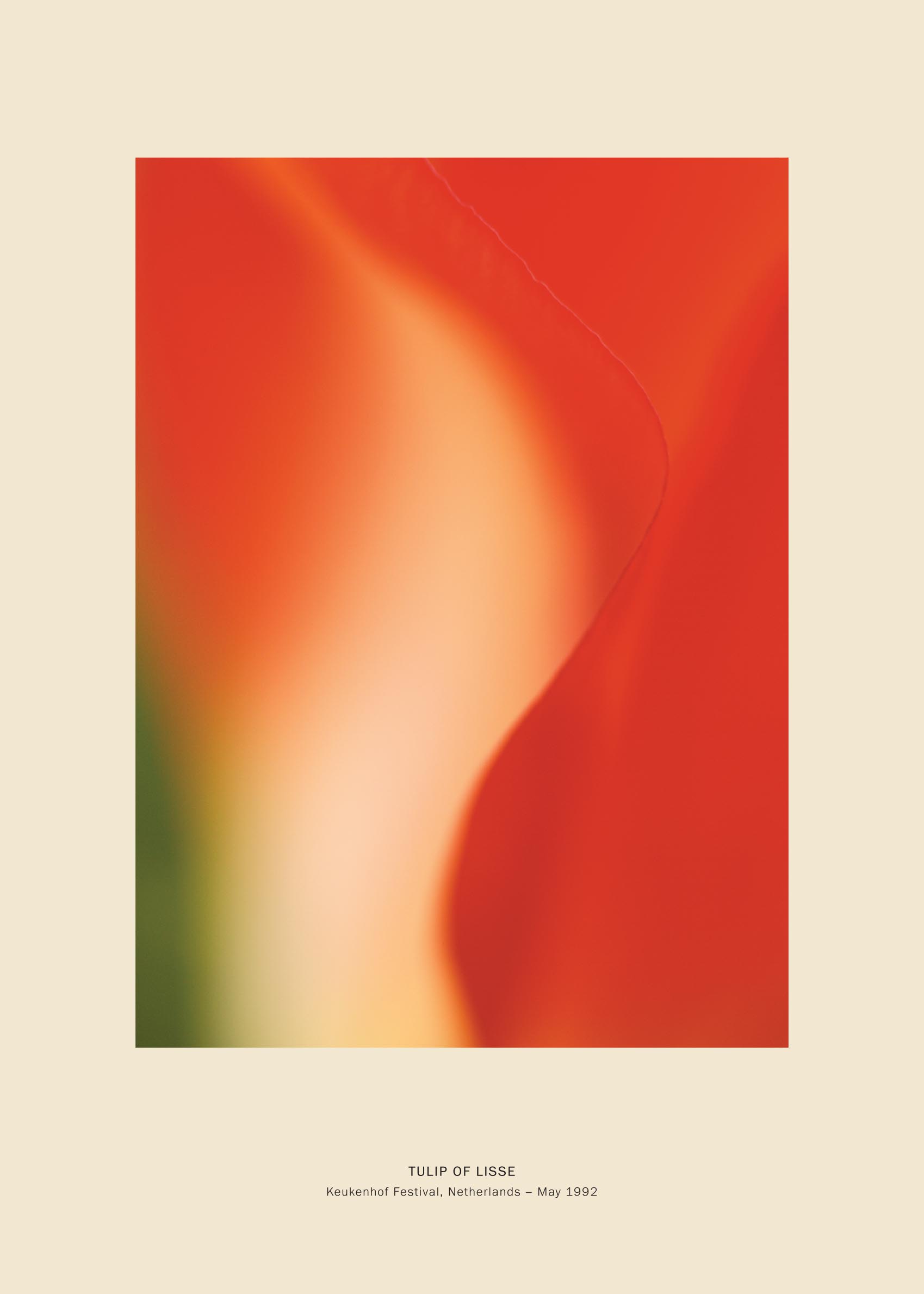 Tulip Haze Leinwand - Florale Malerei (30x40 cm)