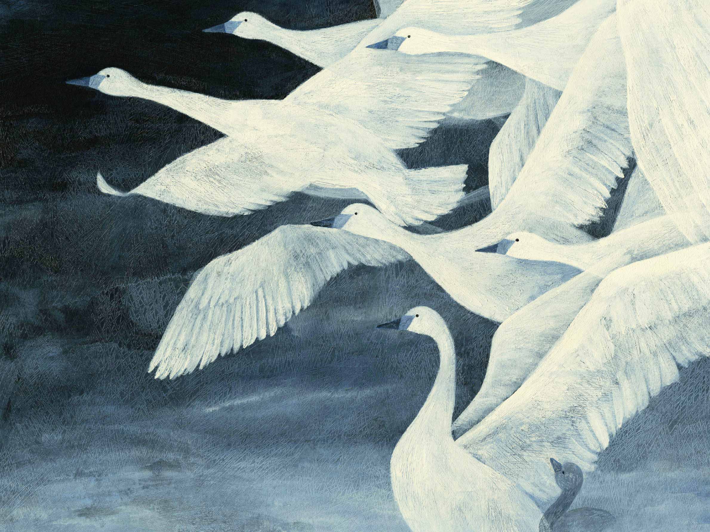 Swan Flight Leinwand - Tierfotografie (70x100 cm)