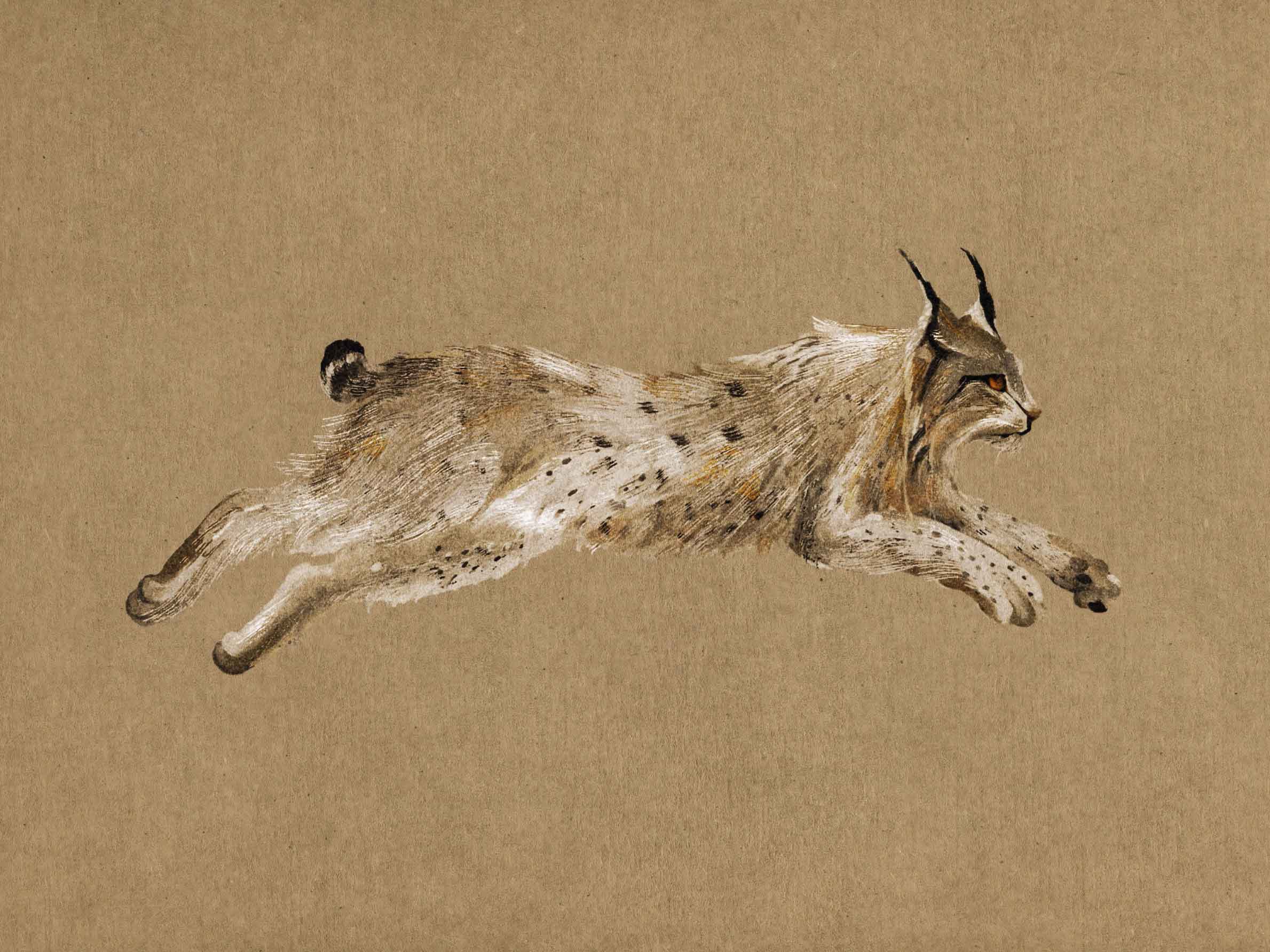 Running Lynx Leinwand - Tiermalerei (30x40 cm)