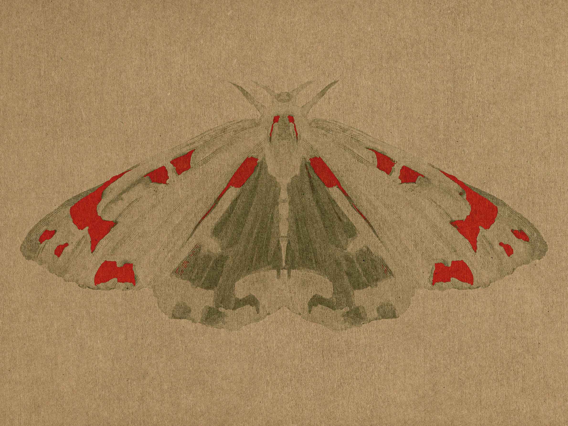 Red Moth Canvas - Insect illustration (30x40 cm)