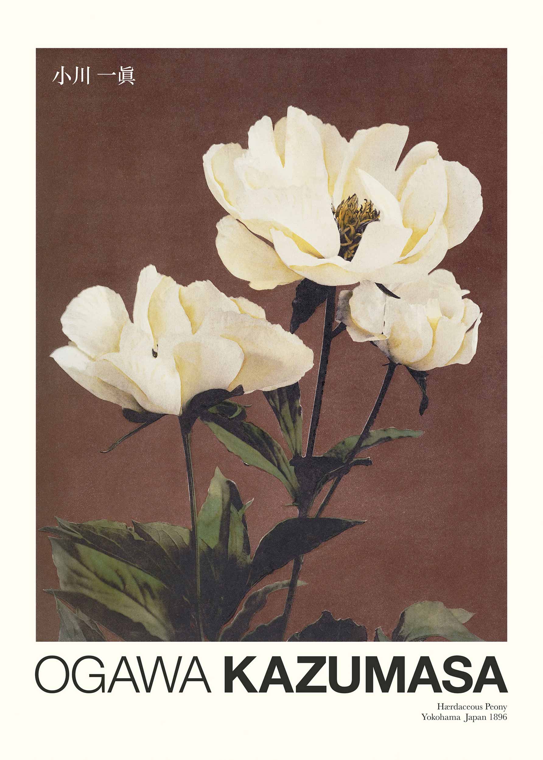 Vintage floral poster – Haerdaceous Peony by Ogawa Kazumasa