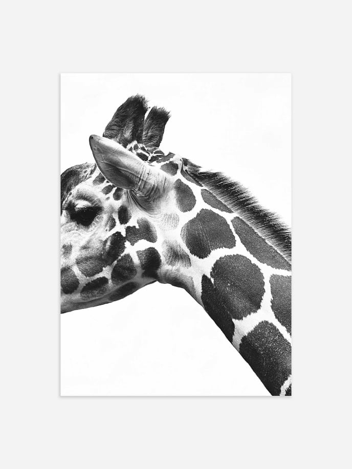 Giraffe Close Poster