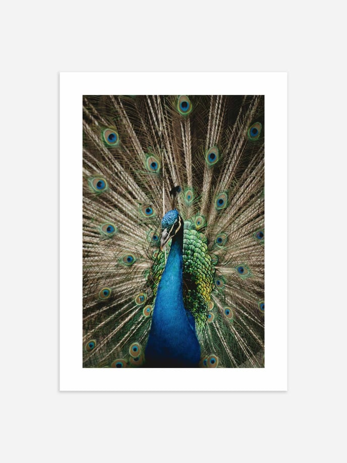 Peacock Póster