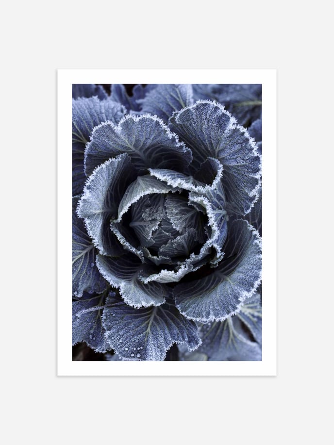 Frosty Cabbage Poster