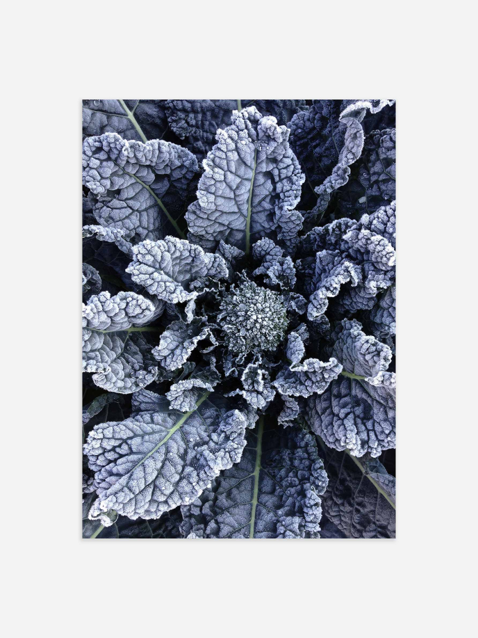 Frozen Cabbage Poster