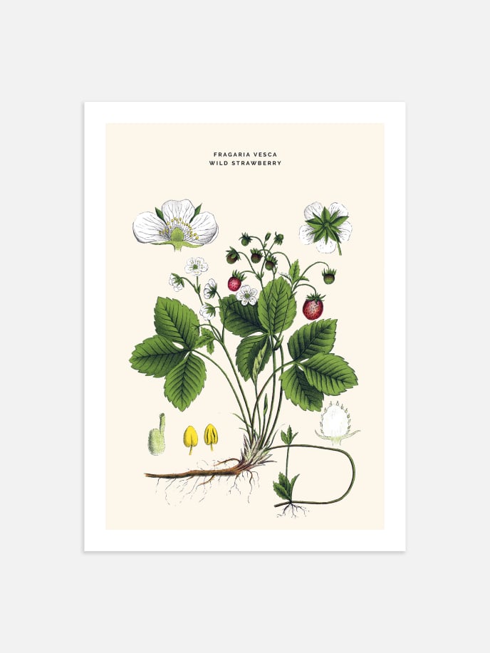 Wild Strawberry Poster