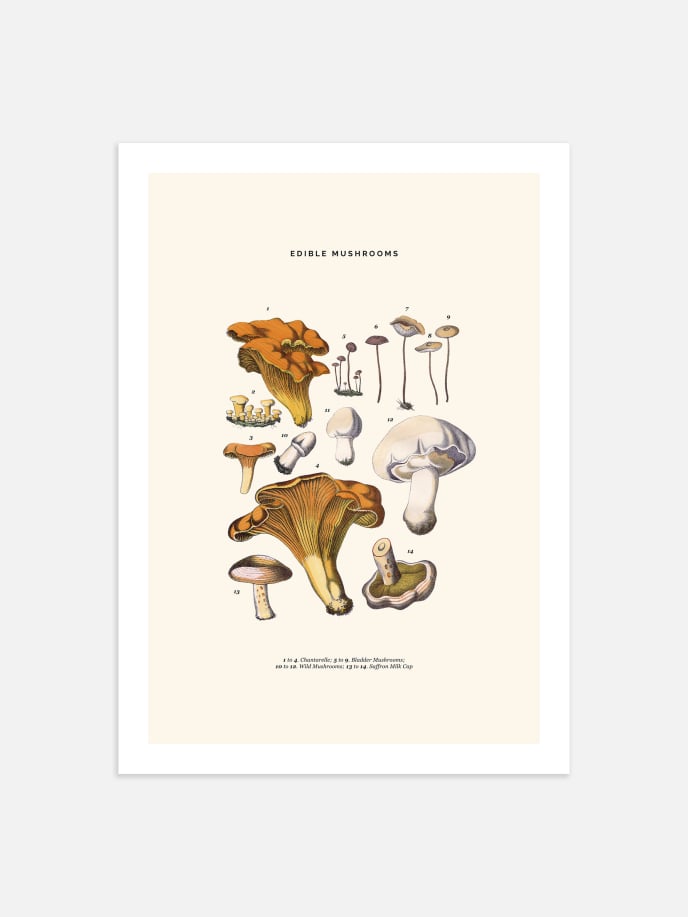 Edible Mushrooms Poster