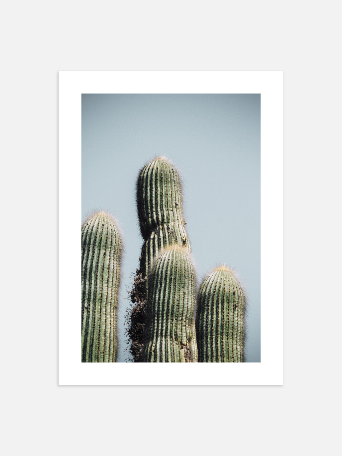 Wild Cactus Poster