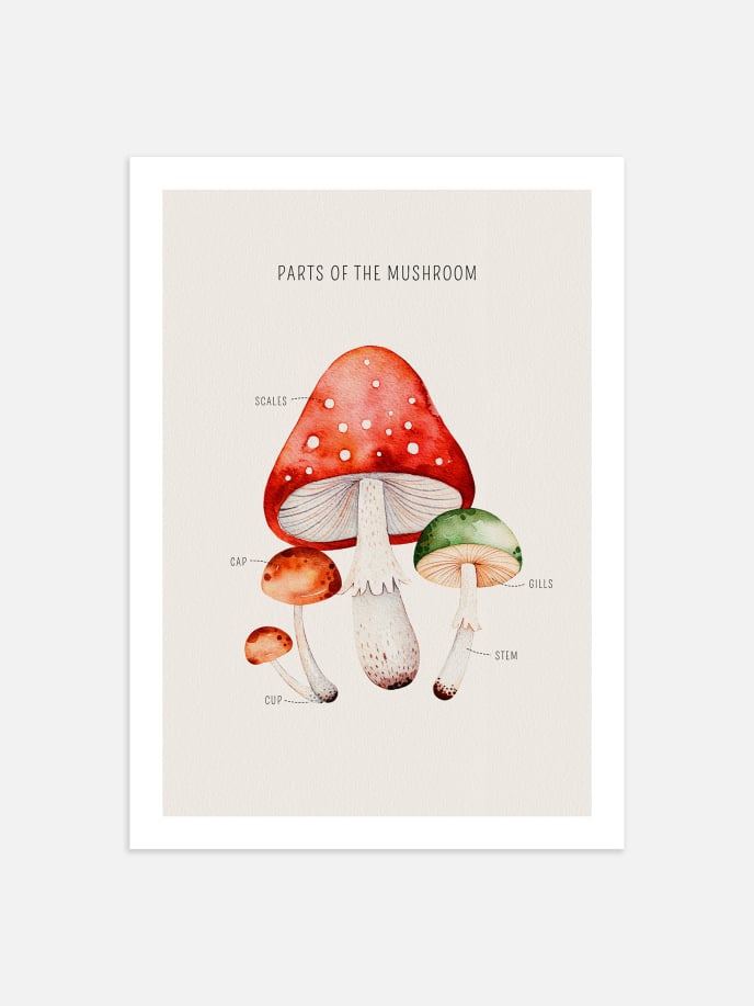 Mushroom Parts Poster