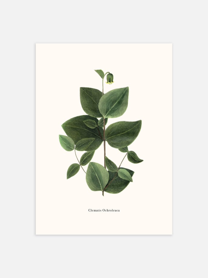 Green Clematis Poster