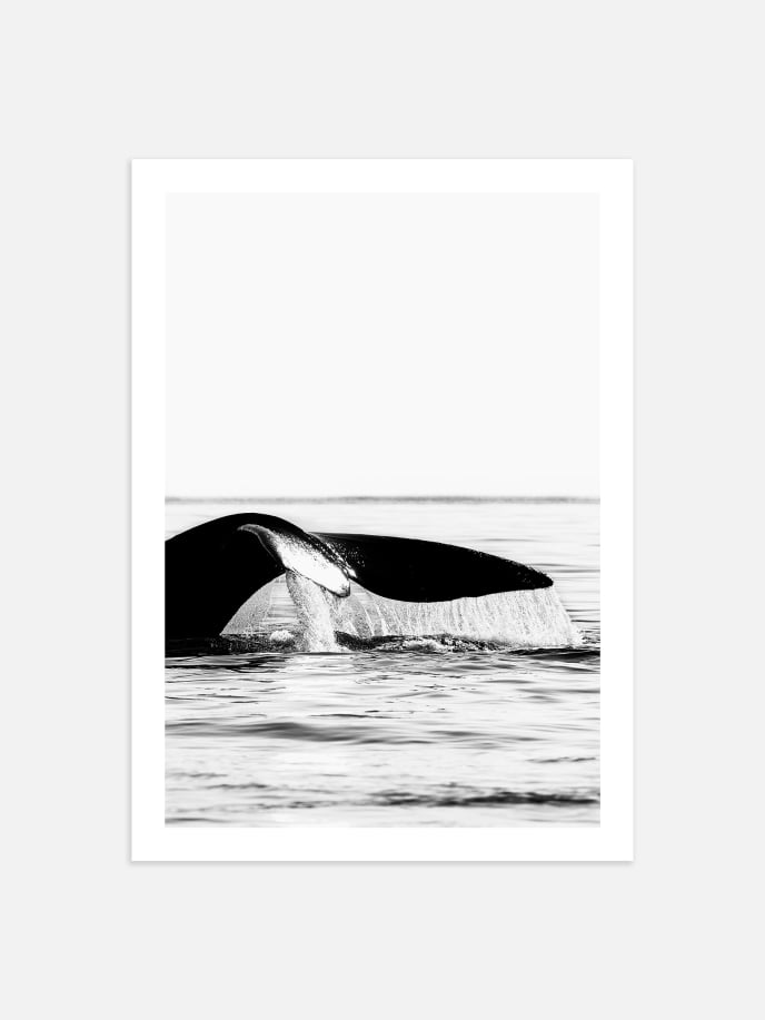 Whale Tail Plakat