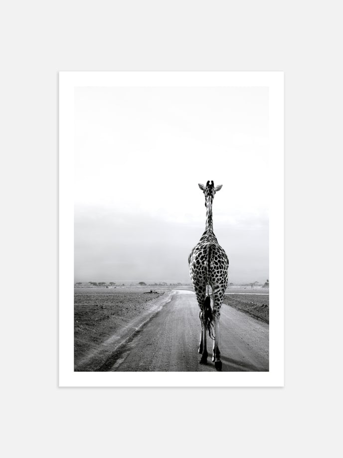 Giraffe on the Road Poster