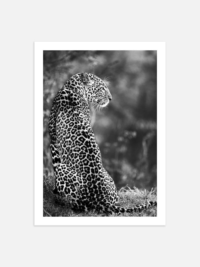 Sitting Leopard Póster