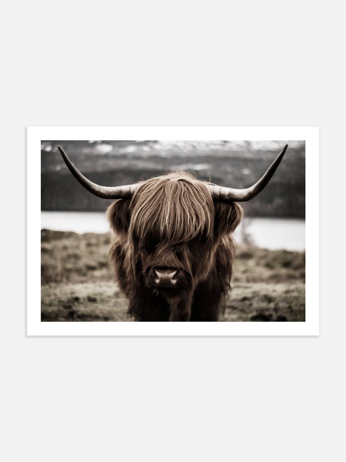 Highland Cow Plakat