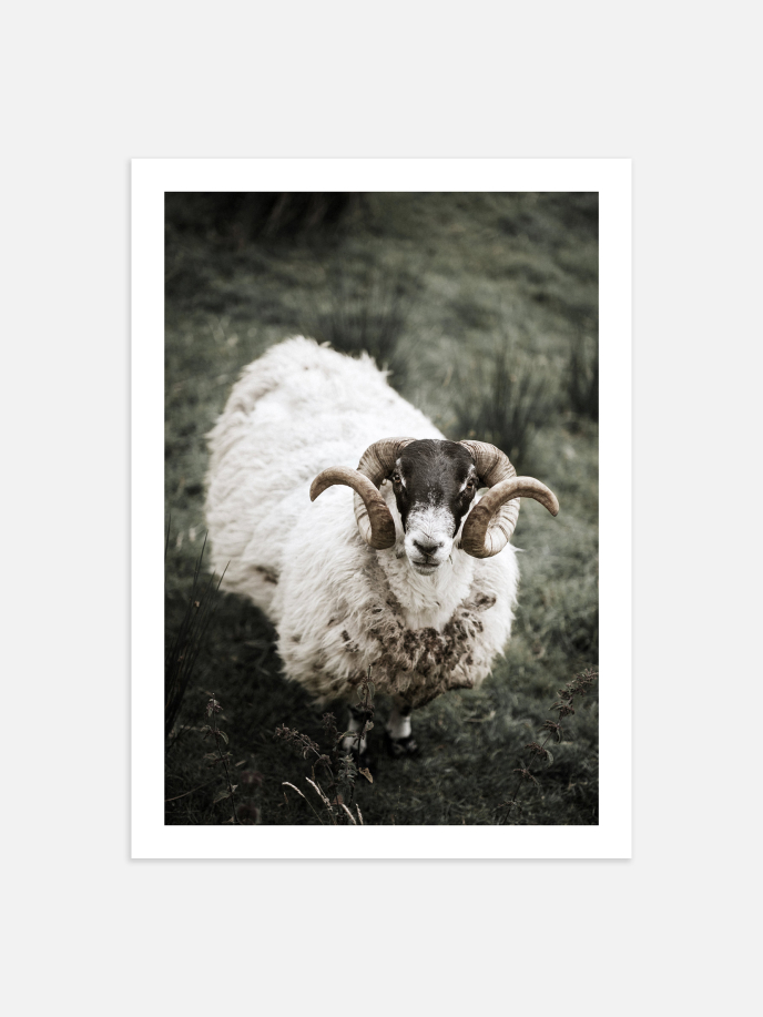 Sheep Plakat