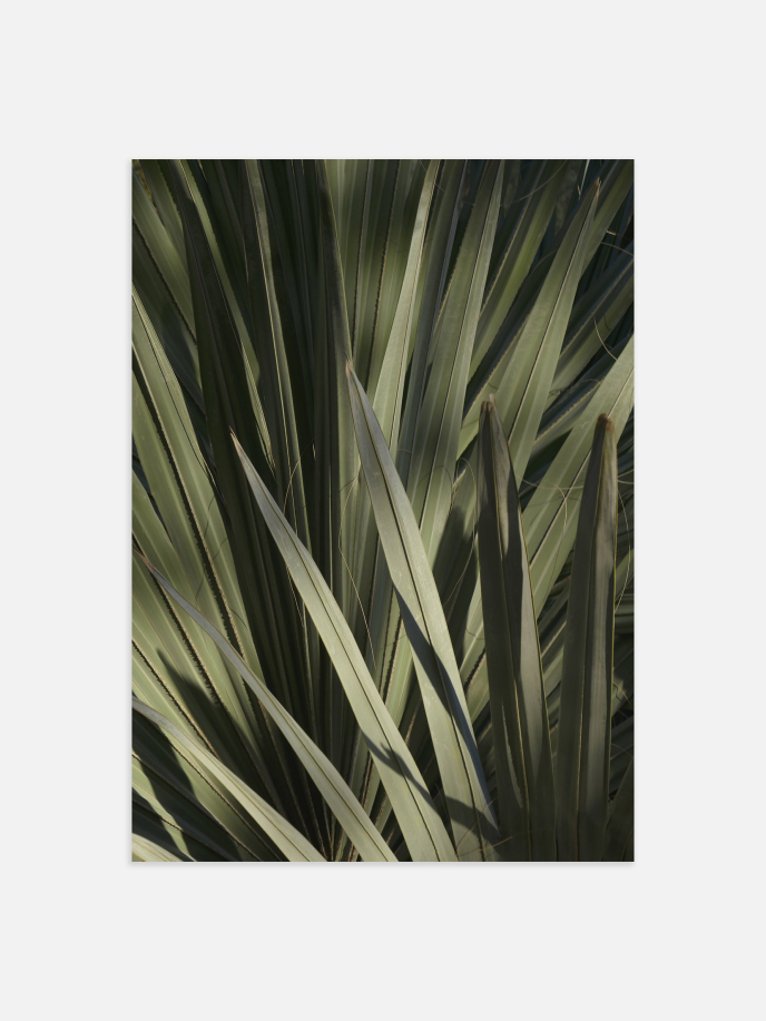 Palm Leaf Shadow Poster