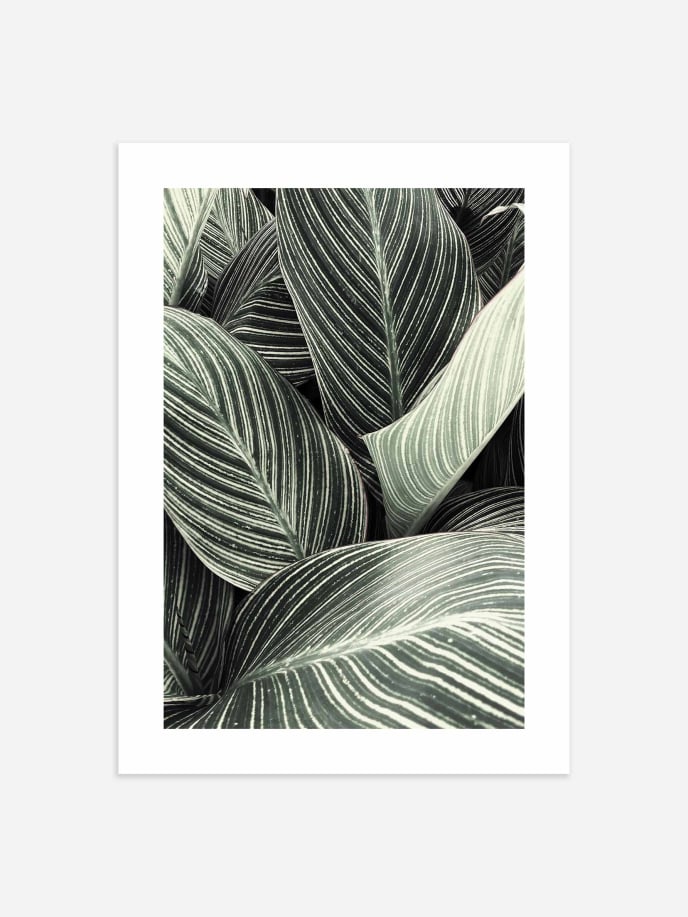 Palm Leaves Close-Up Poster
