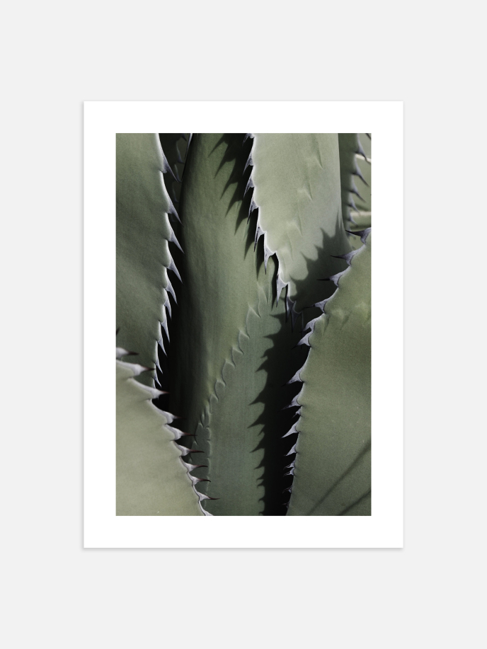 Agave Plant Close-up Poster