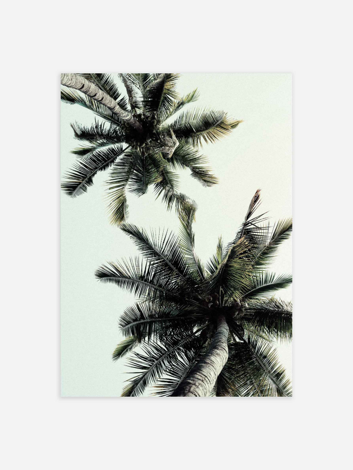 Coconut Palm Tree Póster