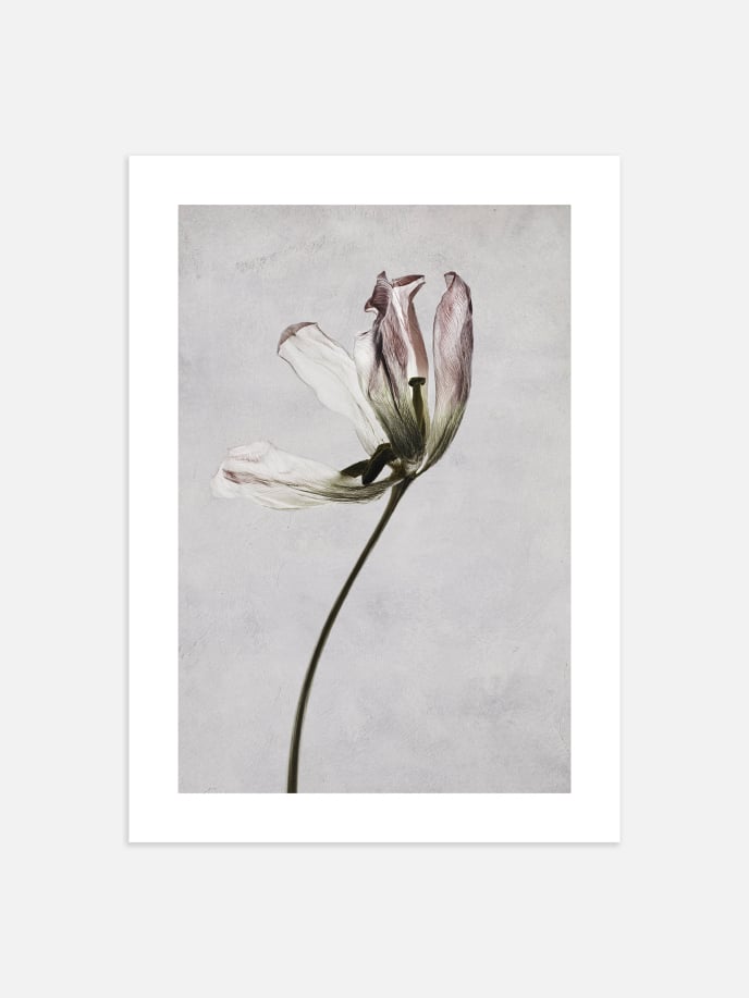 Dried Flower Poster