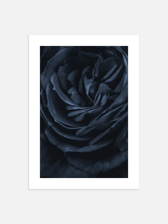 Blue Rose Close-Up Plakat