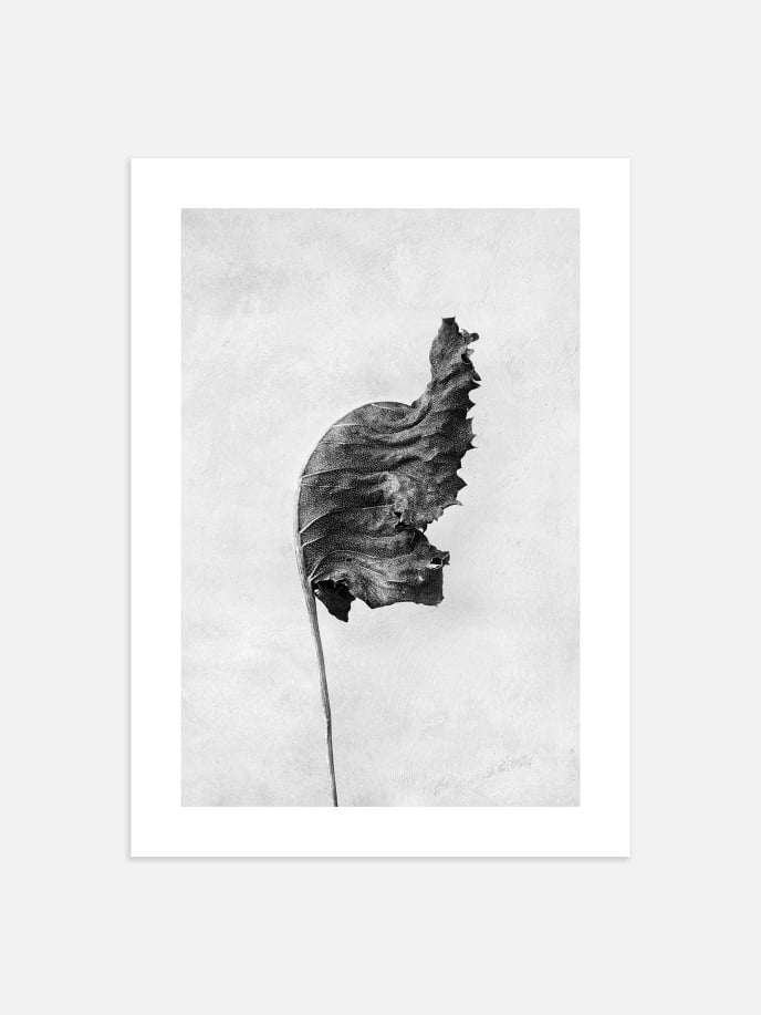Black and White Leaf Poster
