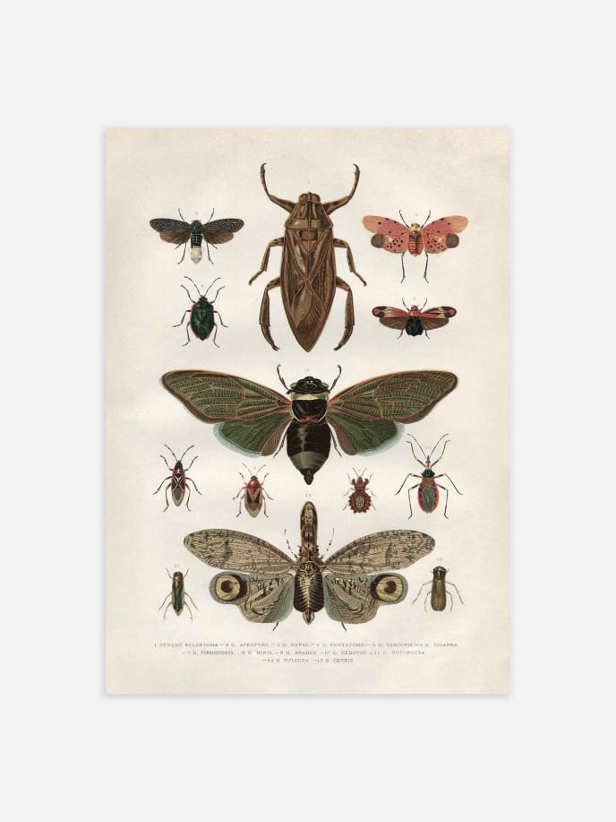 Vintage Insects Poster