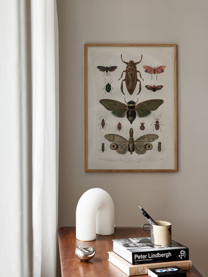 Vintage Insects Poster