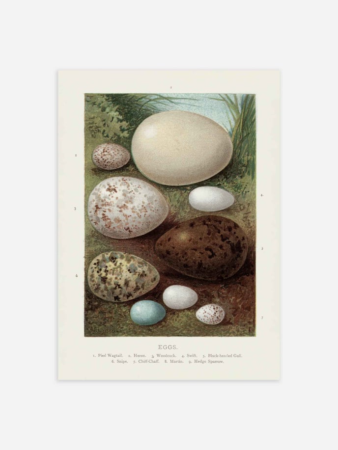 Vintage Bird Eggs Juliste
