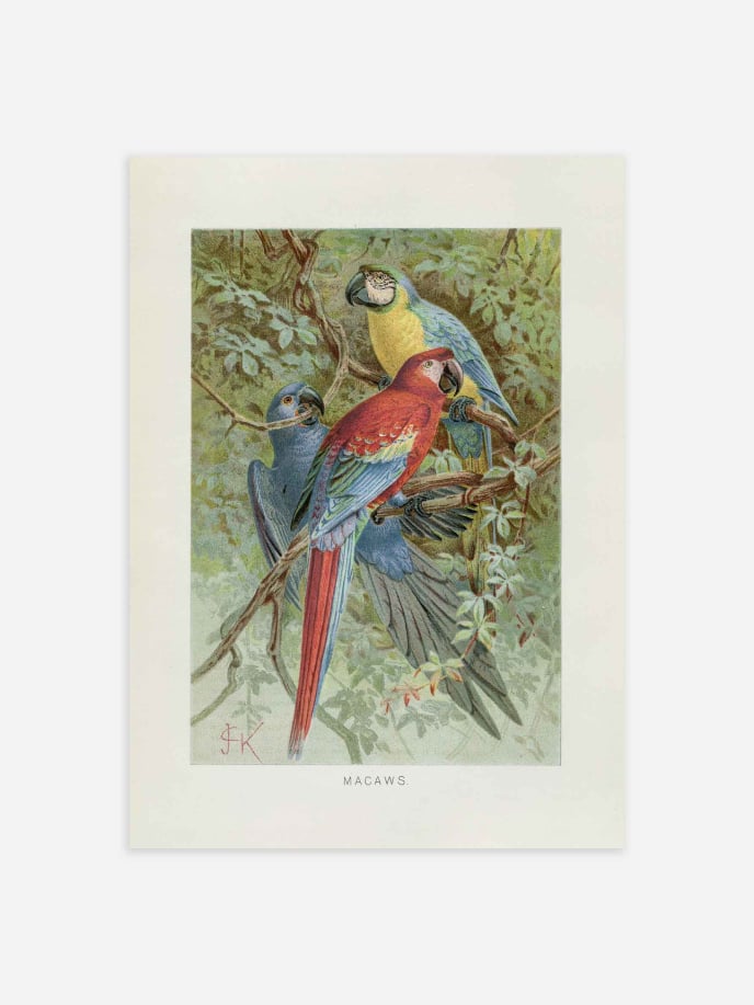Vintage Macaws Poster