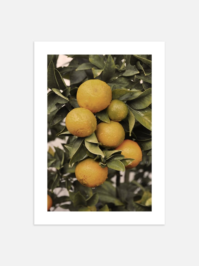 Orange Tree Poster