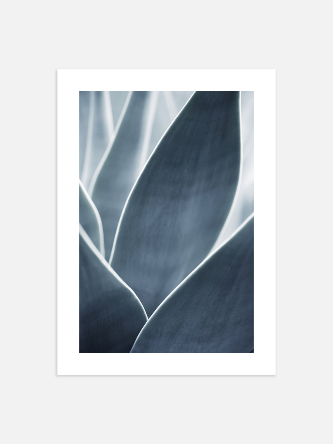 Agave Plant No.2 Poster
