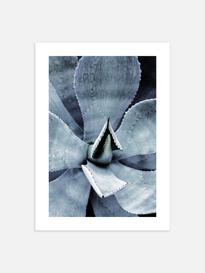 Agave Plant No.1 Poster