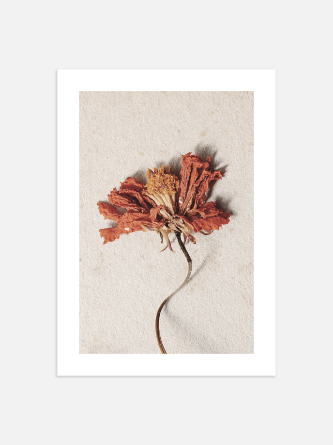 Wilted Red Flower Poster