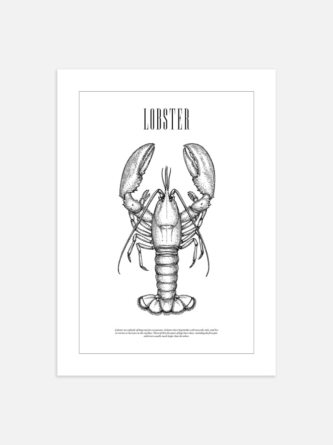Lobster Illustration Poster
