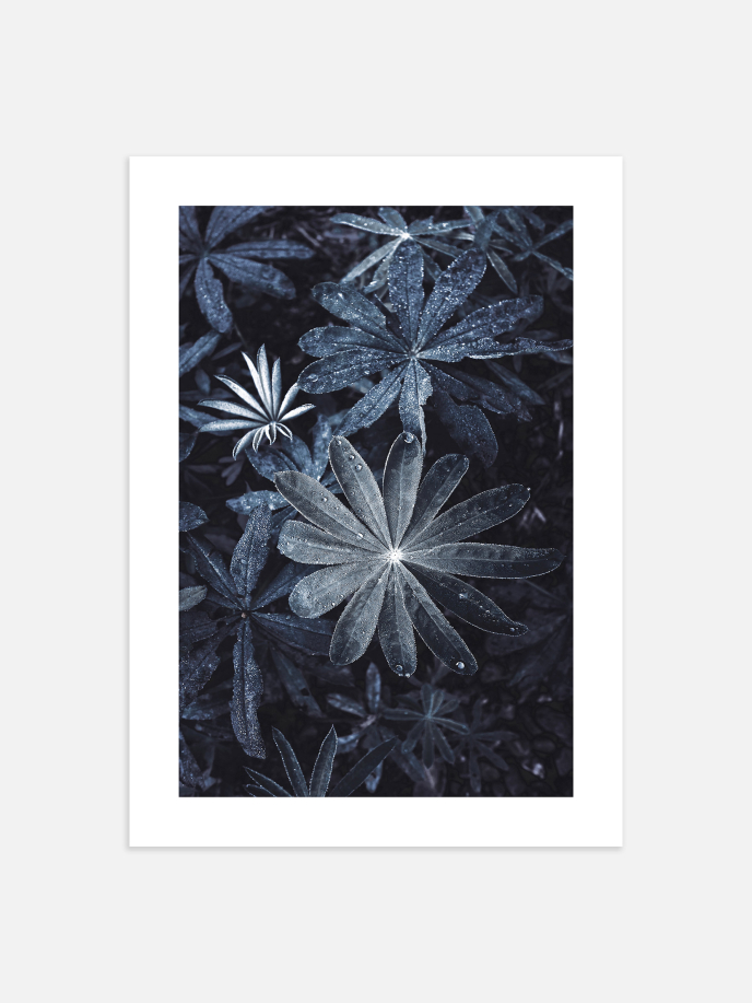 Blue Aralia Plant Poster