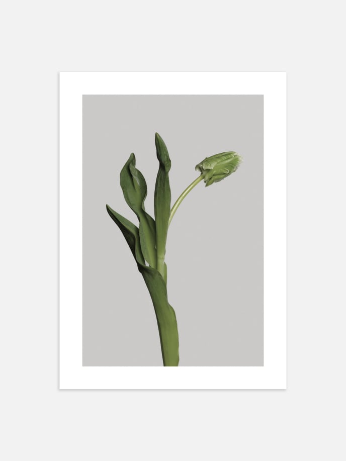 Green Tulip Plakat