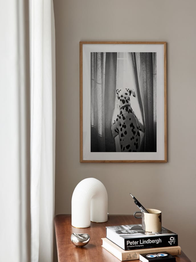 Window Dalmatian Poster