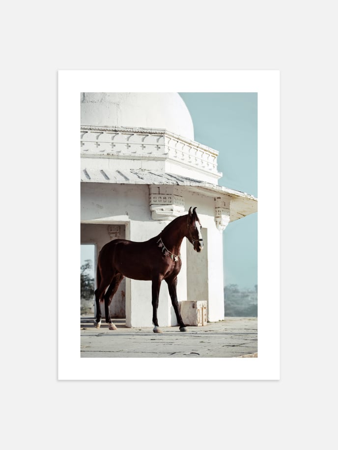 Marwari Horse Poster