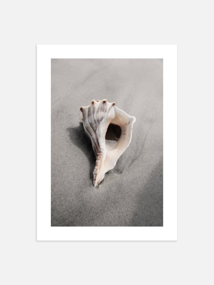Sea Shell in Florida Poster
