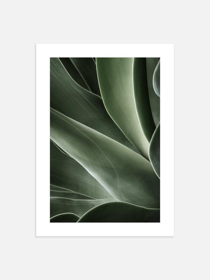 Cactus Plant Poster