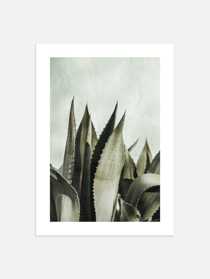 Agave Mint Wall Poster
