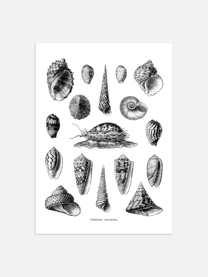 Vintage Shells Poster